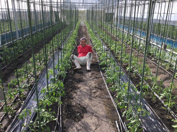 定植終了後の様子、やっぱりへたってます(笑)
