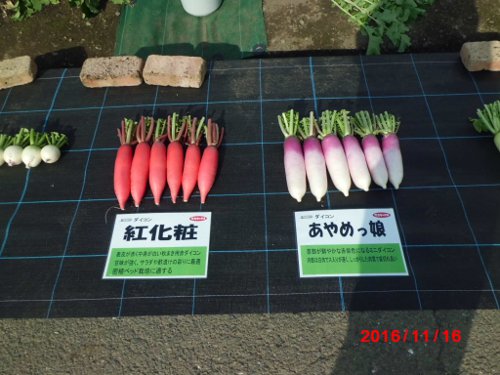 カラー大根?