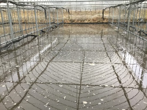 Cブロック、湛水代掻き