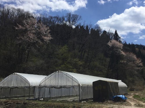 山桜、咲いてますね・・これ、４月２９日です