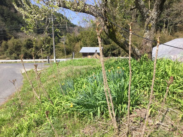 庭先のタラの芽