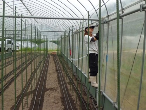 定植準備中の女房