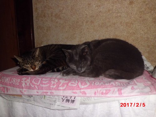 猫は暖かい場所が好き!