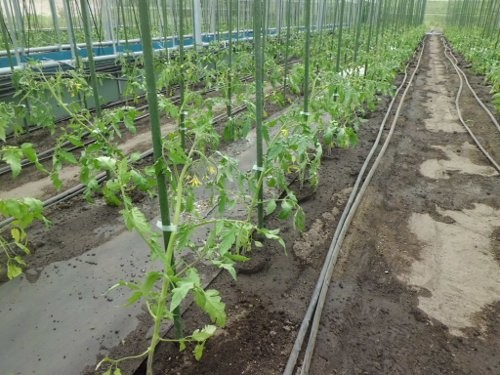 開花どころか着果定植・・しかも伸びて大苗なんです