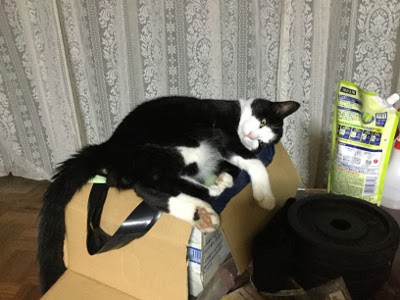 うちの新顔の猫です