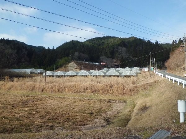 平成28年1月2日の農園全景