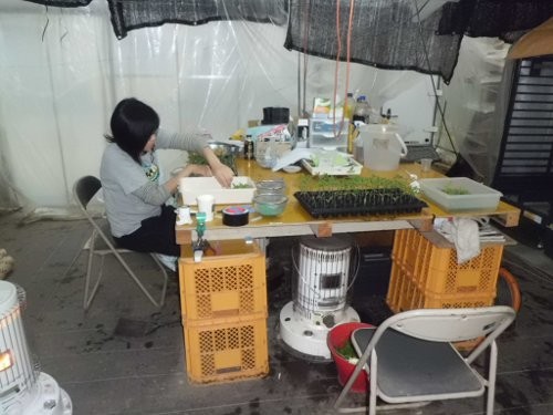 接ぎ木作業、女房にもやってもらいます