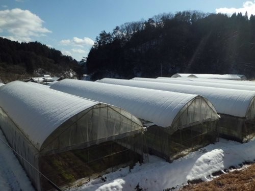 雪は、少ないんです