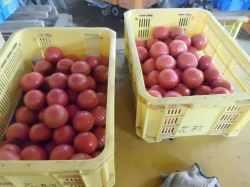出荷前のA規格品 しっかり艶もあります