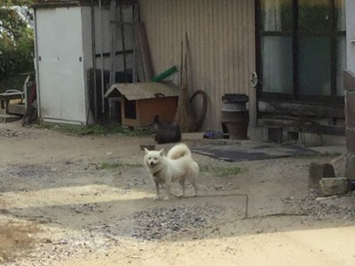 庭先でうずくまる、カモシカと、犬・・・