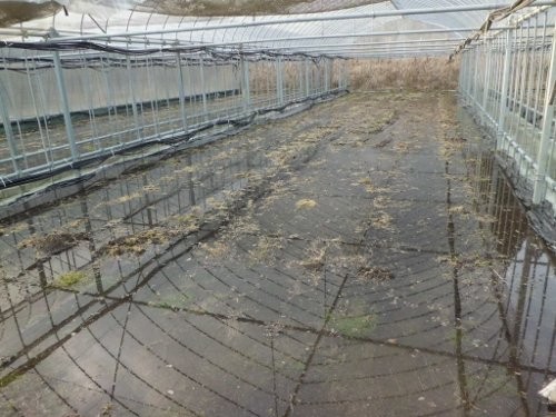 Aブロック、湛水の様子