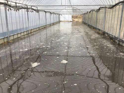 Dブロック湛水代掻き