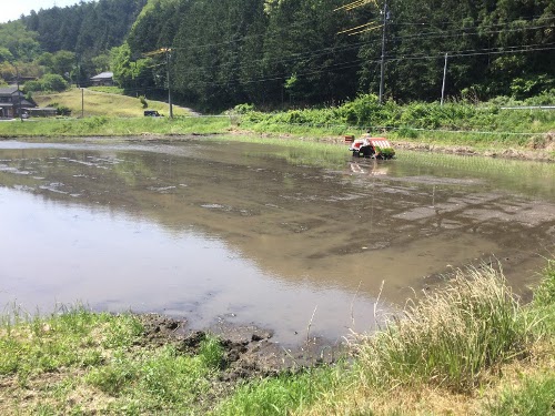 田植えは作業委託です