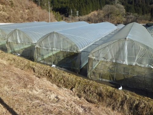 圃場は、水田転作ですから、畦が残してあるんです