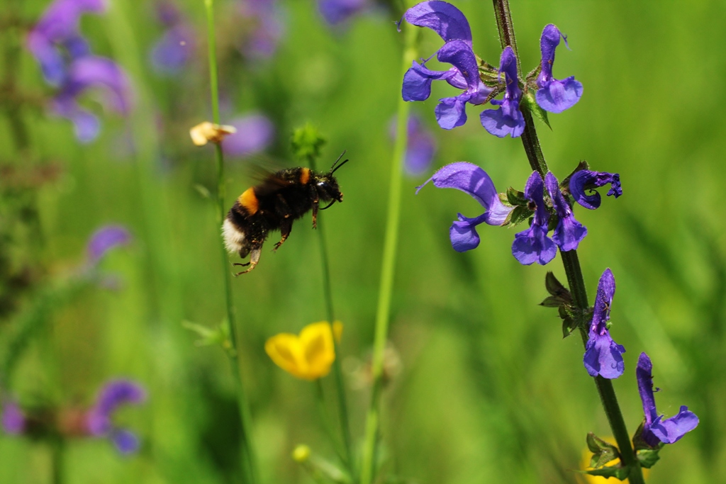 Der Wiesensalbei ist nun in voller Blüte. Hier wird er von einer Erdhummel angeflogen.