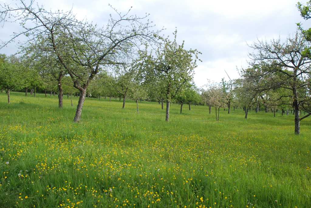 "Die Korallen" Baden-Württembergs: Streuobstwiesen.