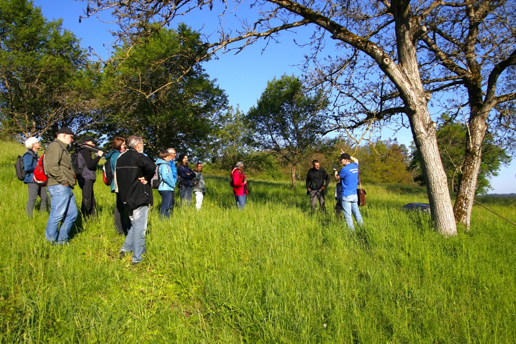 Ein Großteil der Walnussbäume ist dieses Frühjahr erfroren. Doch die Bäume treiben schon wieder neu aus.