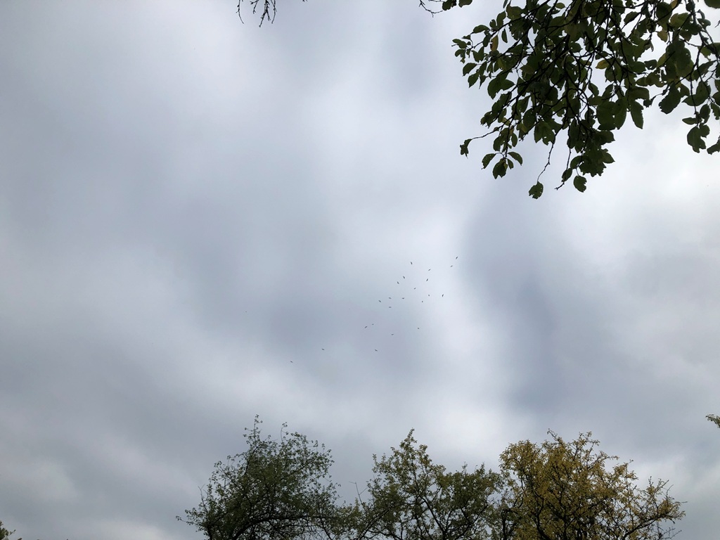 21 Rotmilane am Himmel - Selten gesehen!