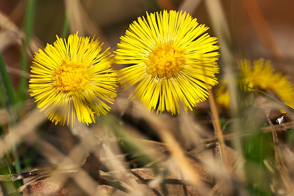 Heilpflanze und eine der ersten Blüten im Frühjahr: Der Huflattich. Foto von Wilfried Keller