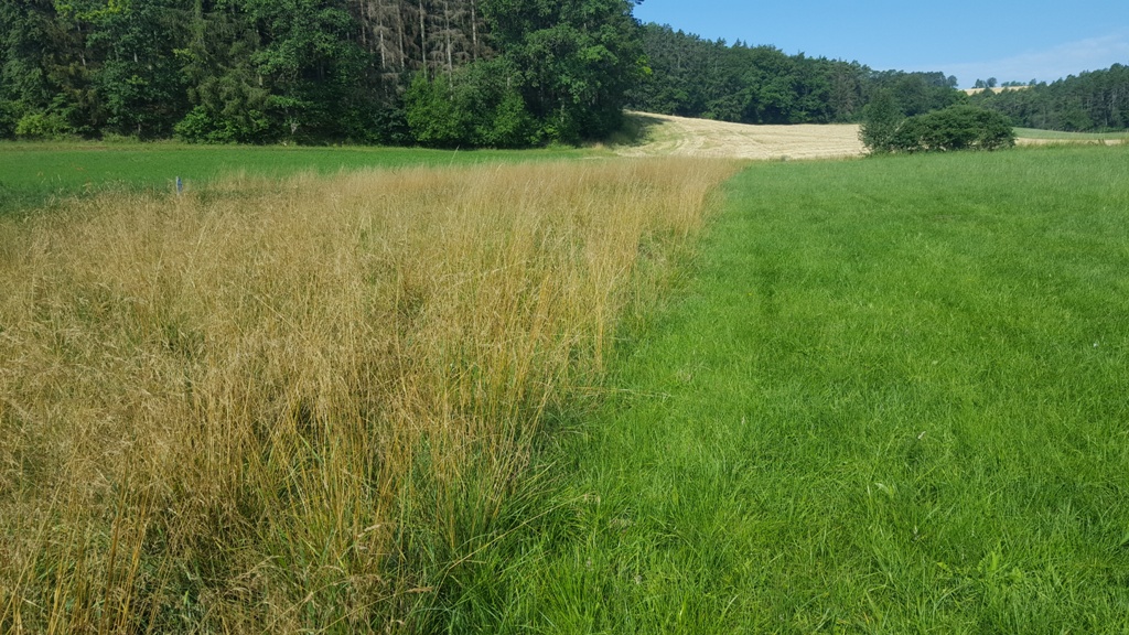 Hier sieht man die Bewirtschaftungsgrenze zu intensiver Bewirtschaftung und unserem Biotop.