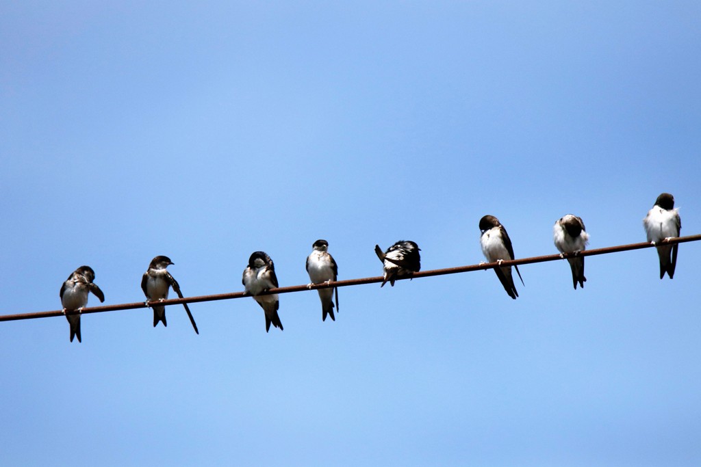 Die Mehlschwalben sammeln sich vereinzelt schon. Foto: Wilfried Keller
