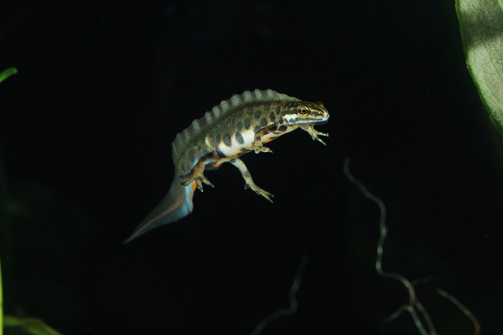 Teichmolchmännchen
