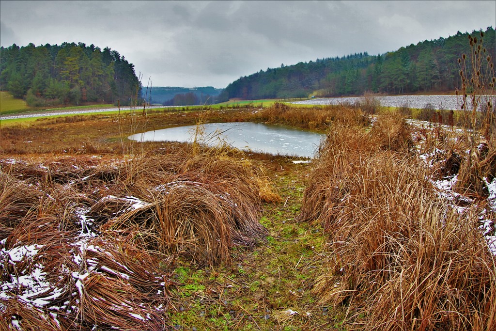 Der Tümpel im Januar 2021. Der Wasserstand ist niedrig, jedoch ausreichend für die neue Amphibiensaison.