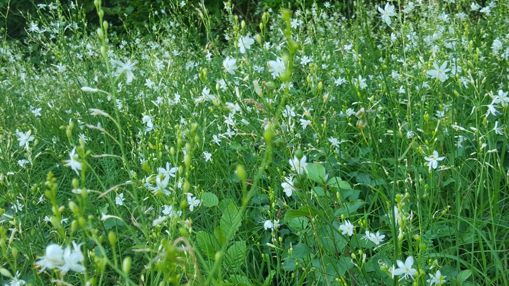 Die graziöse Pflanze steht unter Naturschutz.