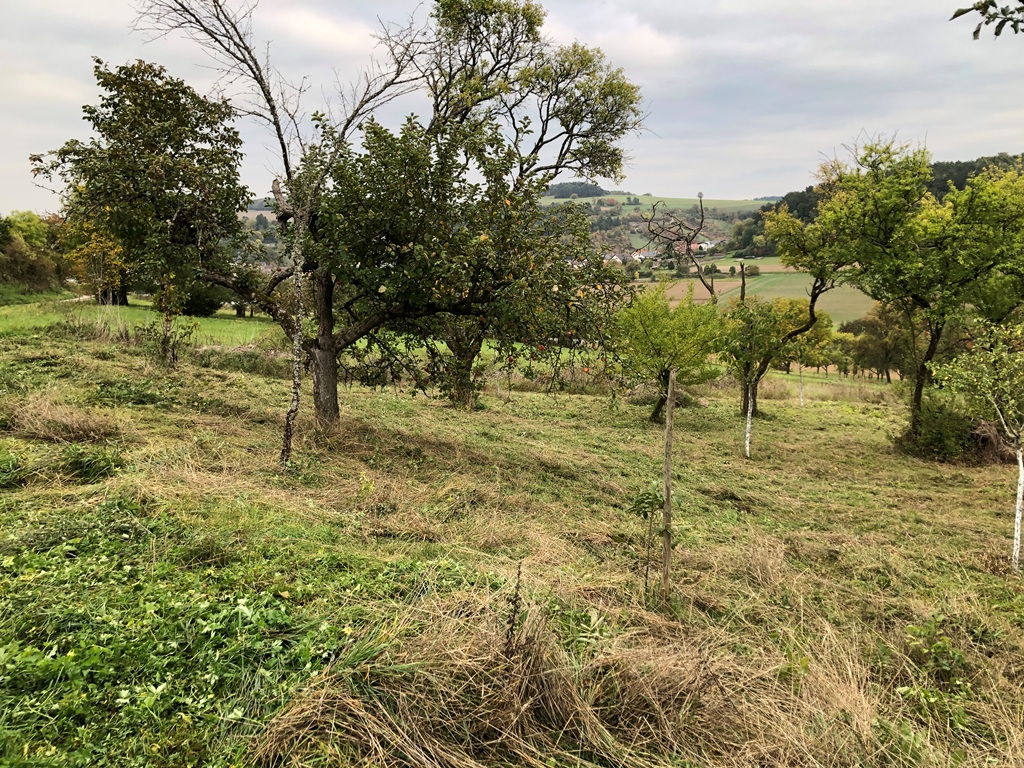 Bereits am Freitagnachmittag wurden zwei Drittel der kompletten Streuobstwiese gemäht.