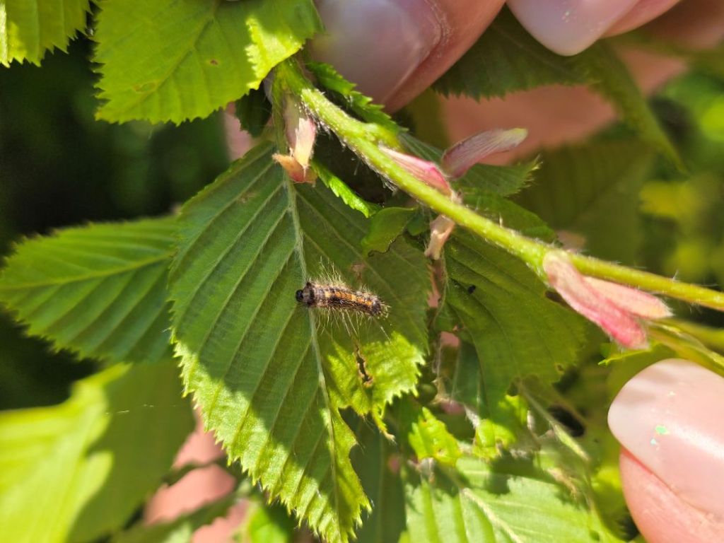 Raupen können sehr unterschiedlich aussehen. Hier ist eine haarige Raupe zu sehen.