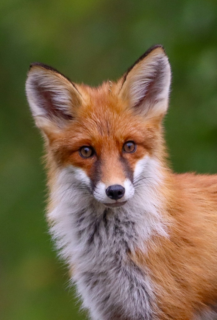 Finn Stolzenberger hat einen Fuchs porträtiert.