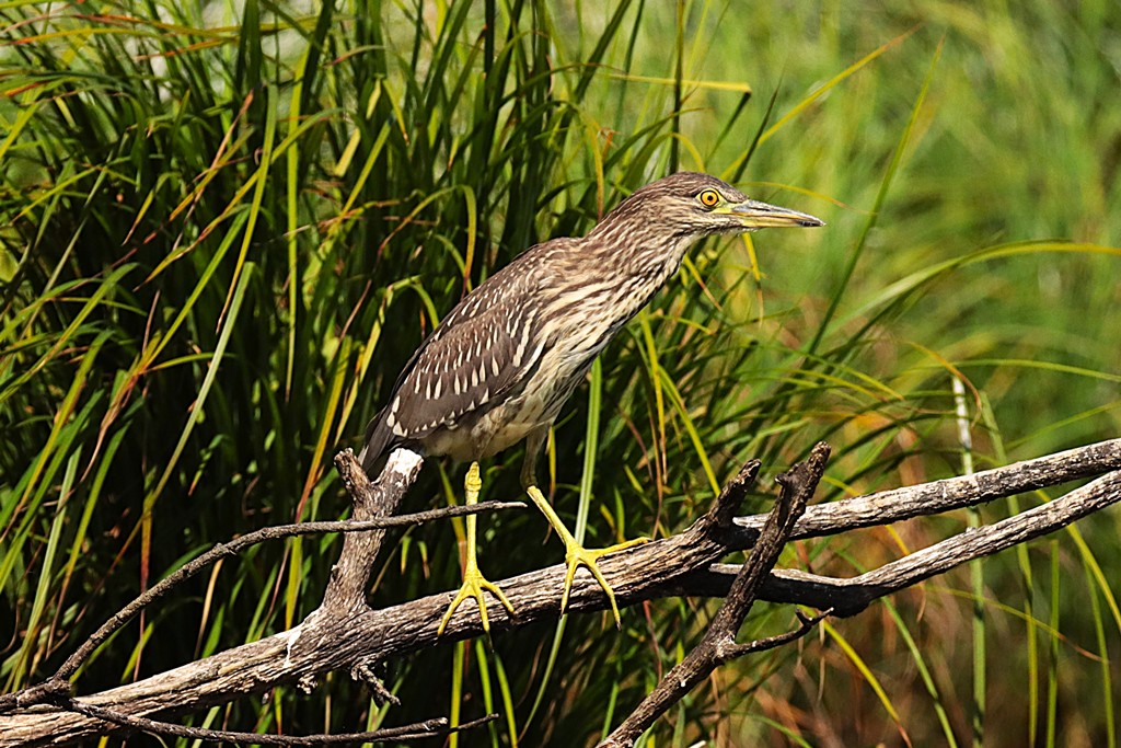 Bei Neunstetten hat Wilfried Keller diesen Nachtreiher im Jugendkleid fotografiert.