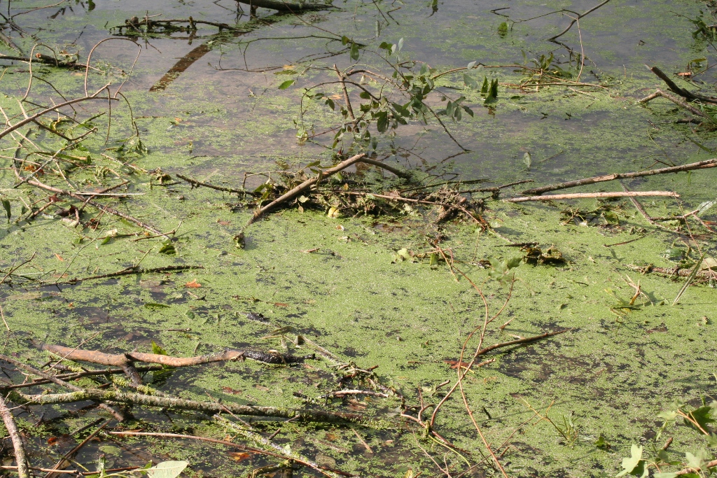 Eine Wasserstelle inmitten der Feldflur. Lebenswichtig für Vögel, Säugetiere und Wasserpflanzen wie hier der Wasserlinse.