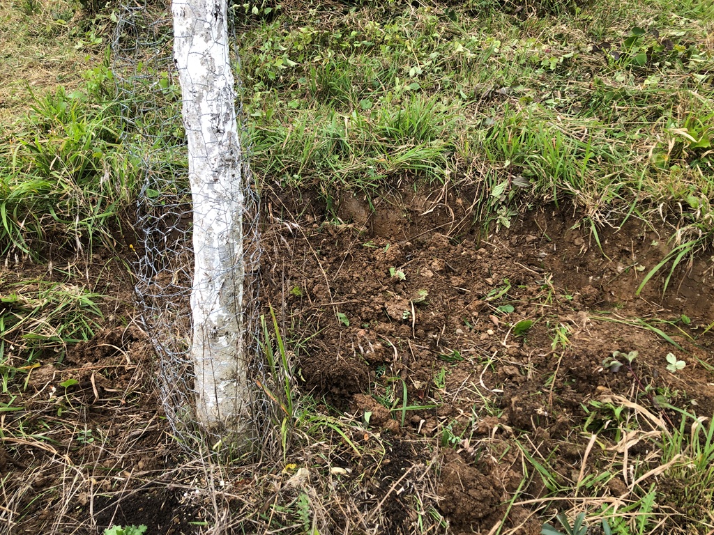 Abbruchkanten für Wildbienen wurden geschaffen
