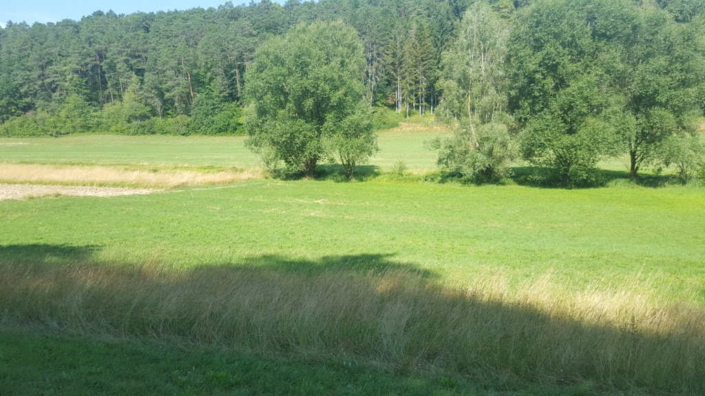 Im Altgrasstreifen überwintern Insektenlarven und Insekteneier.