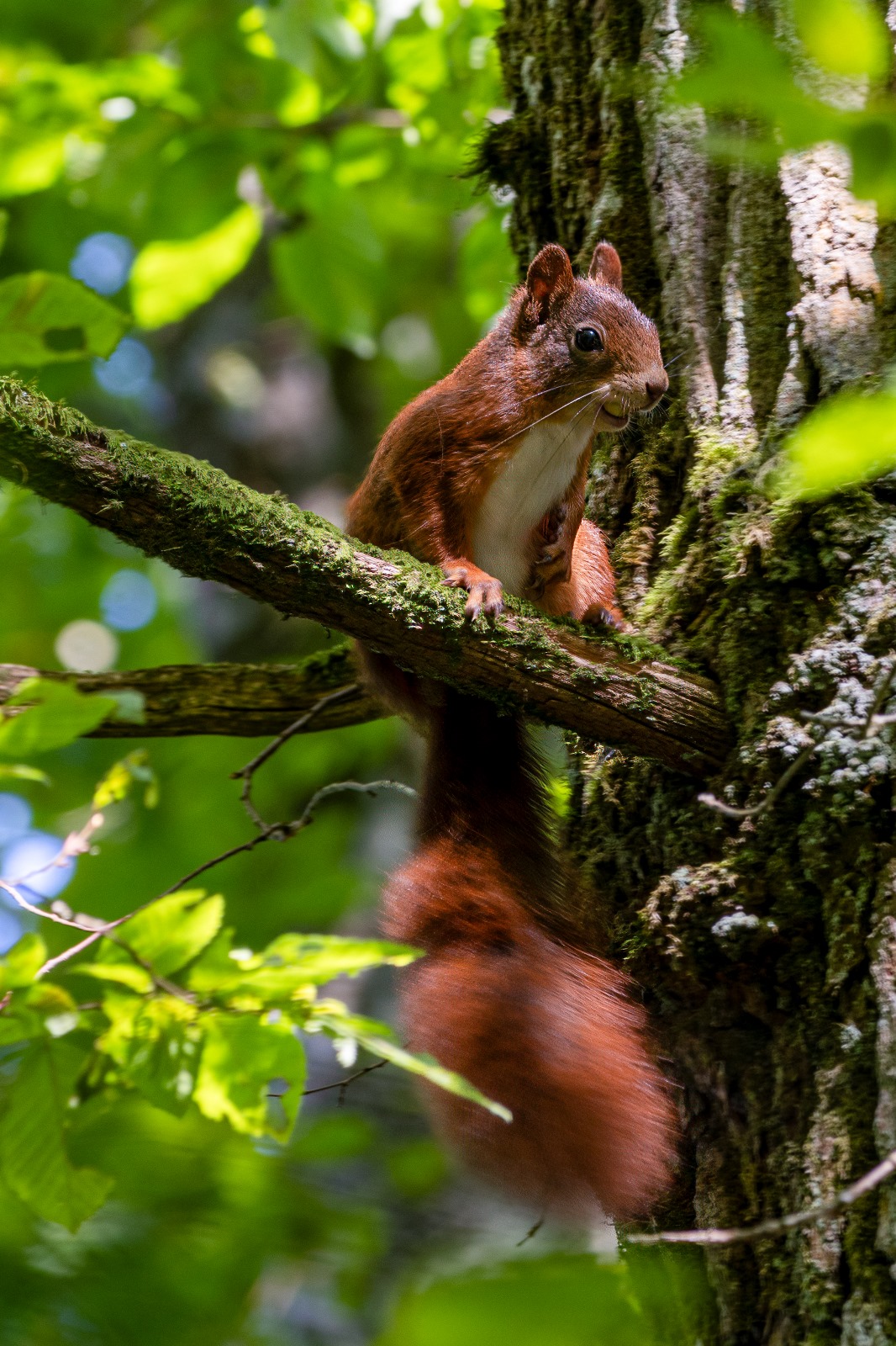 Sie beherrschen das Klettern in den Bäumen und doch hat Patrick Appel ein Foto geschossen!
