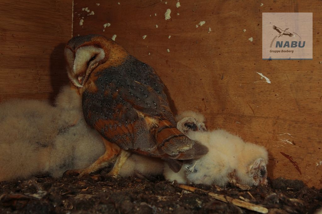 Schleiereulenjunge im Nistkasten der ev. Kirche in Schwabhausen