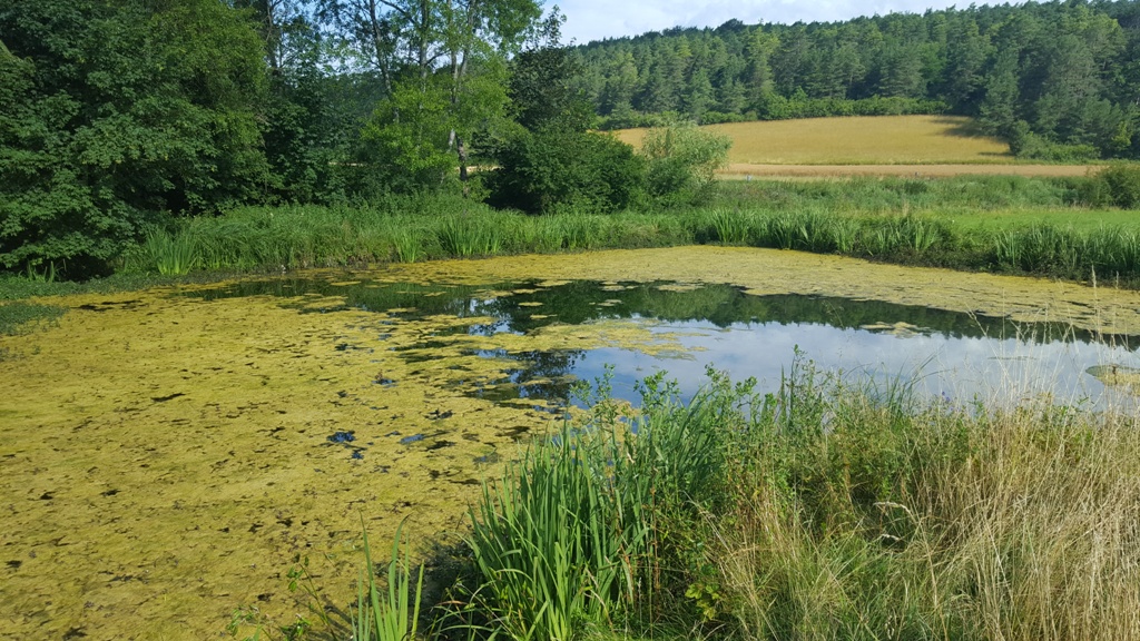 ... der ältere der beiden Tümpel wird vom "Hüttleinsbächlein" mit Wasser versorgt.