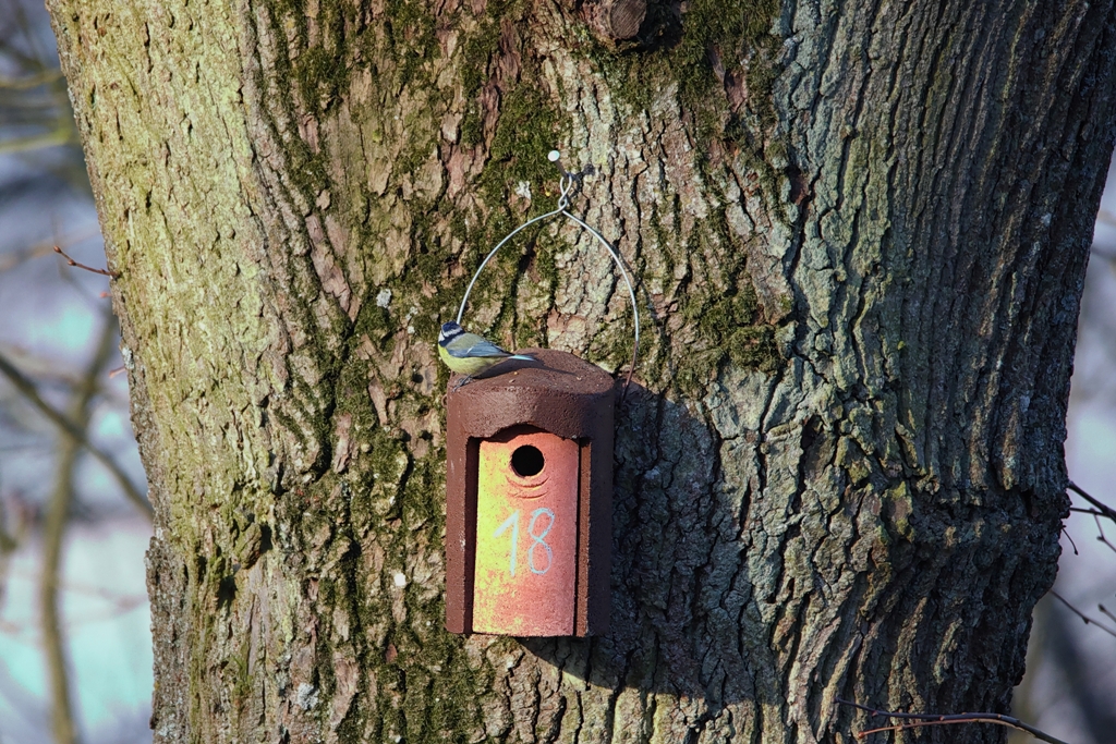 Eine Blaumeise war direkt nach der Montage am Nistkasten Nr. 18!