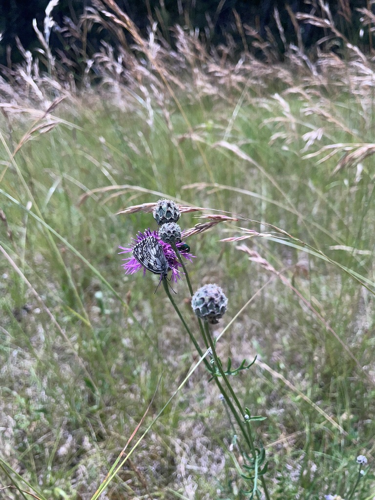 Skarbiosenflockenblume mit einem Schachbrettfalter.