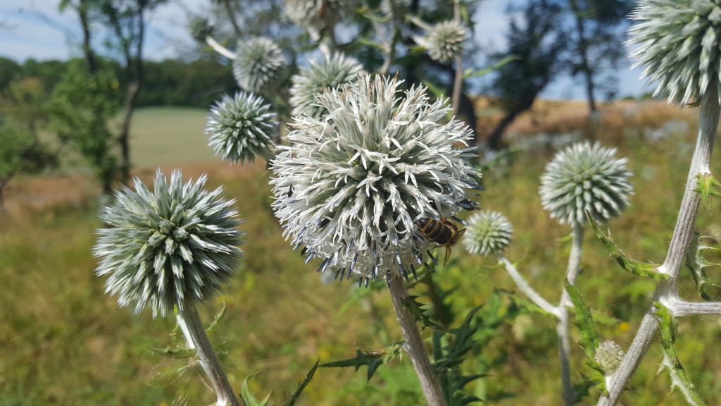 Kugeldistel - beliebte Nektarnahrung.
