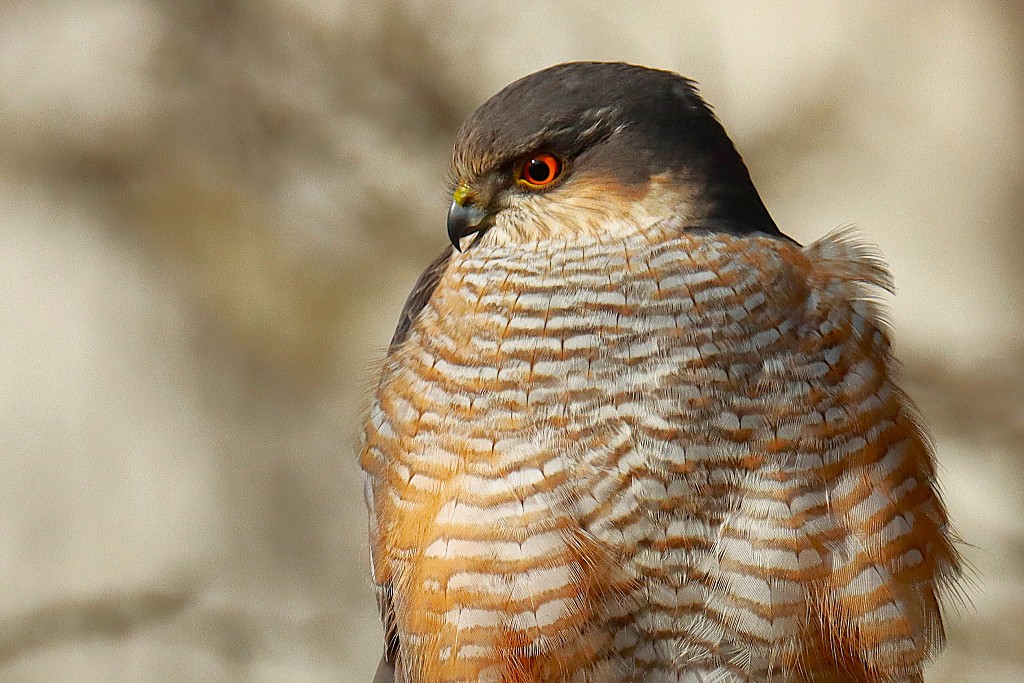 Ein Sperbermännchen schaut ganz genau hin! - Foto: Wilfried Keller.