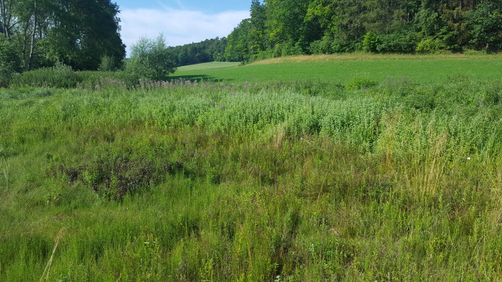 Sauergräser und Minze überwiegen am Rand des Biotopes.