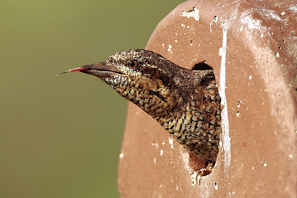 Ein Specht mit langer Zunge: Der Wendehals - Foto: Wilfried Keller