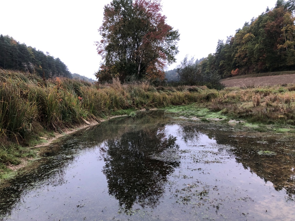 Der Tümpel am Morgen vor dem Baggereinsatz.