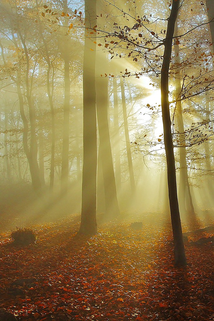 Herbststimmung - eingefangen von Wilfried Keller.