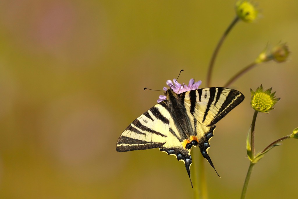 Einer der schönsten Ritterfalter: Der Segelfalter - Foto: Wilfried Keller