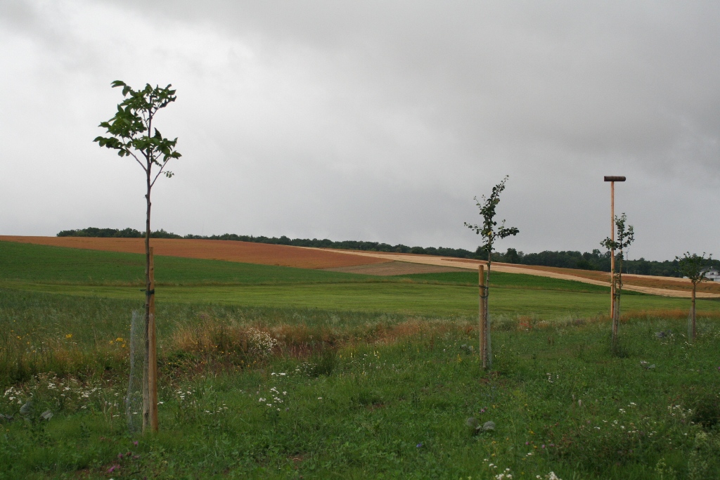 In Zusammenarbeit mit der Ortsverwaltung wurden Obstbäume gepflanzt.