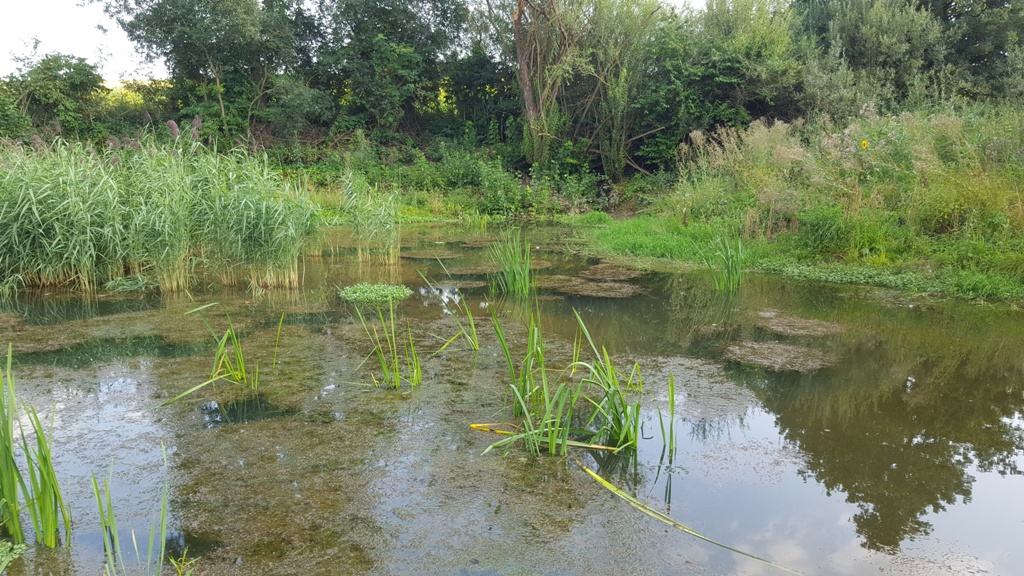 Im August 2021 ist ein wertvolles Feuchtbiotop mit intakter Vegetation entstanden.