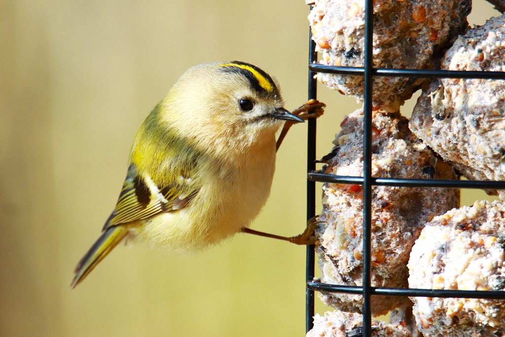 Auch der kleinste Singvogel Europas kommt ans Futterhaus: Das Wintergoldhähnchen - Foto: Wilfried Keller